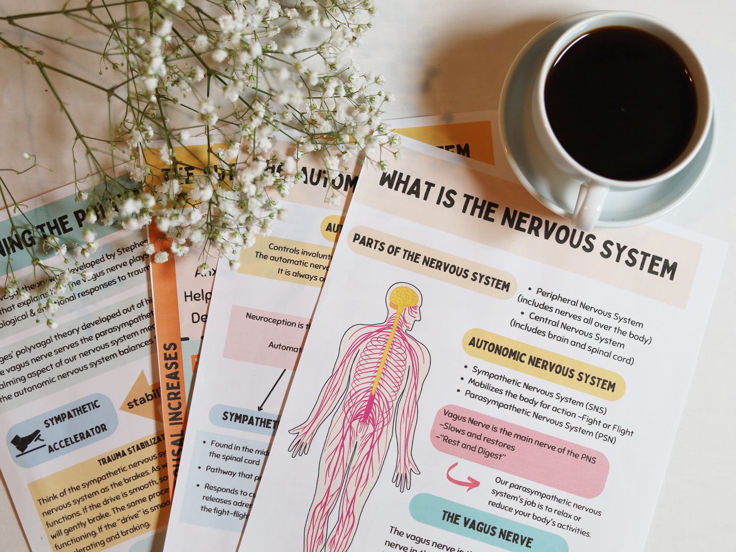 Ultimate therapy toolkit overview of what is the nervous system