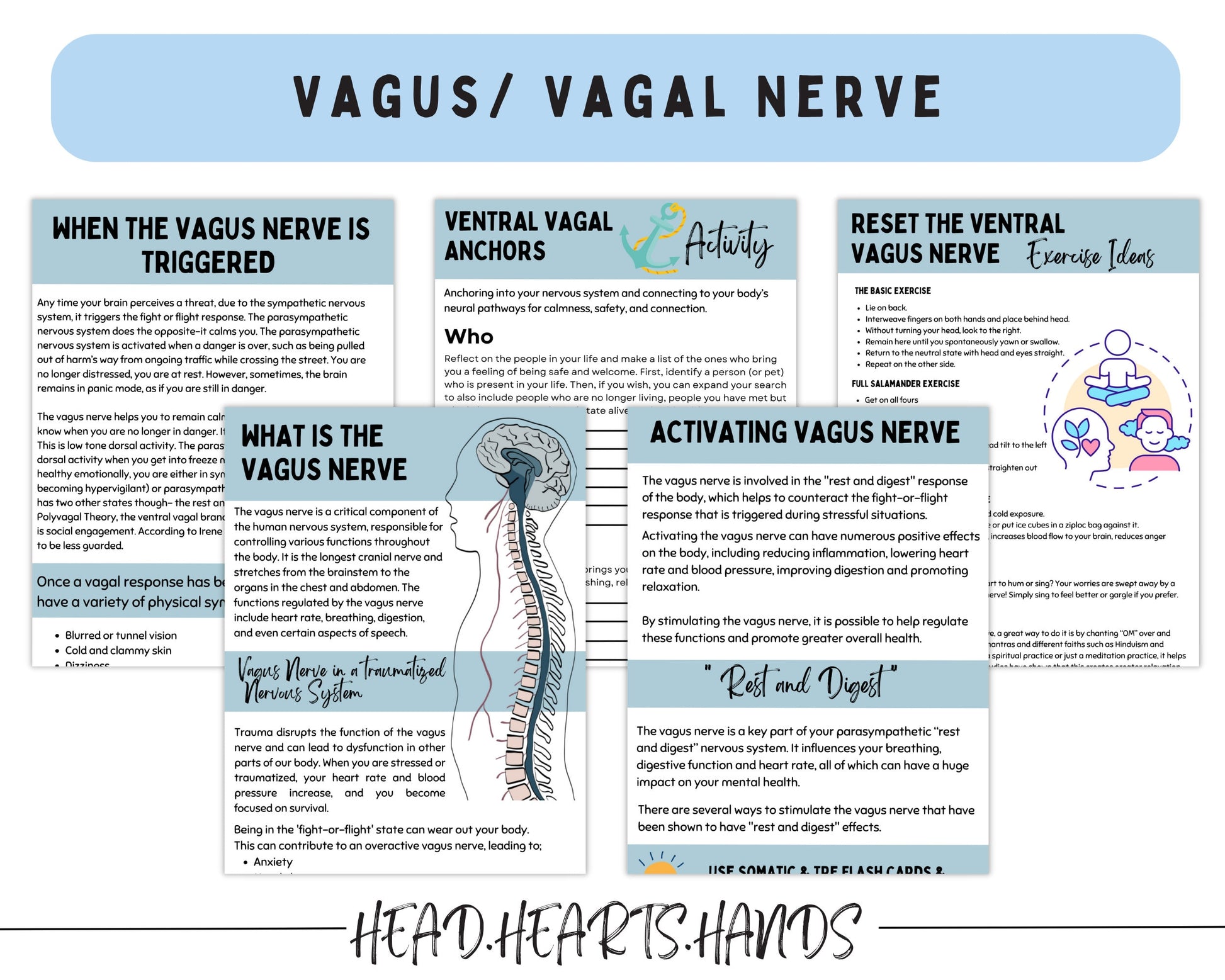 Polyvagal Theory & Nervous System Regulation: Trauma Therapy.